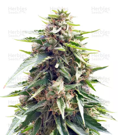 Blueberry Gum (G13 Labs) Cannabis-Samen