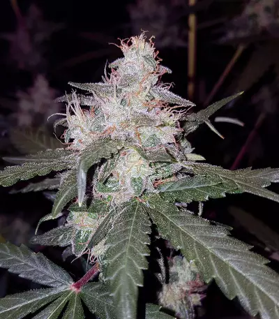 Cheese Auto (Funky Skunk Auto) (Expert Seeds)