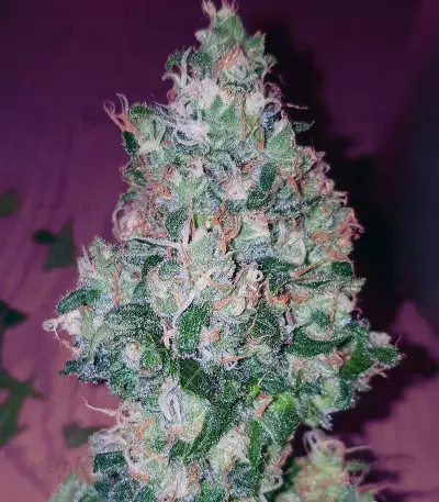 Critical Kush regular (Barney's Farm) Cannabis-Samen