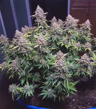 Critical Super Silver Haze (Delicious Seeds)