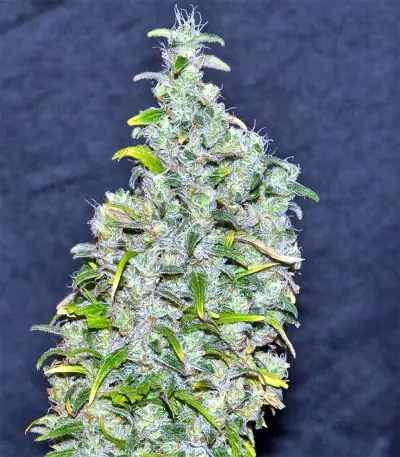 Destroyer (CannaBioGen) Cannabis-Samen