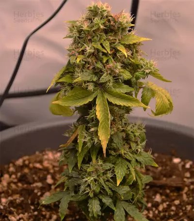 Dinamed CBD Autoflowering (Dinafem Seeds) Cannabis-Samen