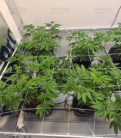 Do-Si-Dos (Pyramid Seeds) Cannabis-Samen