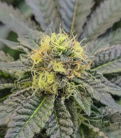 Do-Si-Dos (Pyramid Seeds) Cannabis-Samen