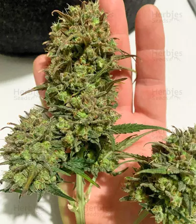 Hijack Auto (Auto Seeds) Cannabis-Samen