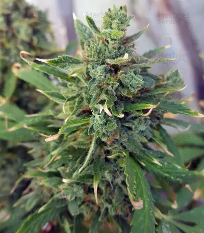 Hindu Kush (Sensi Seeds) Cannabis-Samen