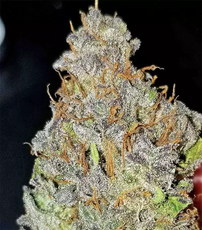 Julies Cookies (Big Head Seeds) Cannabis-Samen