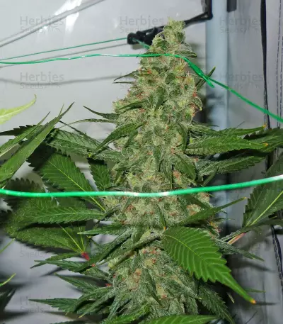 King Kong (Dr. Underground) Cannabis-Samen