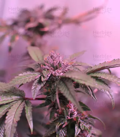 LA Confidential (DNA Genetics) Cannabis-Samen