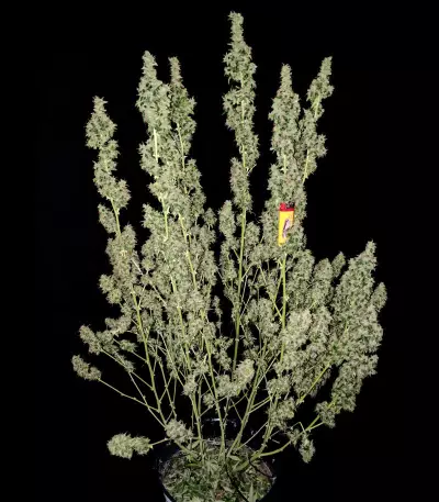 LSD Auto (Barney's Farm) Cannabis-Samen