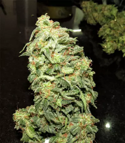 Mexican Sativa (Sensi Seeds) Cannabis-Samen