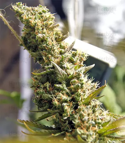 Northern Lights regular (Sensi Seeds) Cannabis-Samen