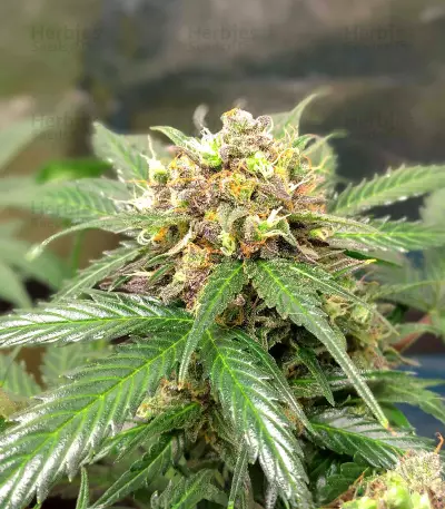 Orange Buddy Auto-Samen (Herbies Seeds)
