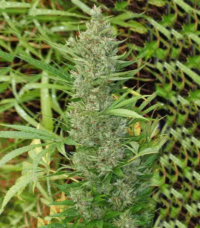 Orient Express (Ace Seeds) Cannabis-Samen