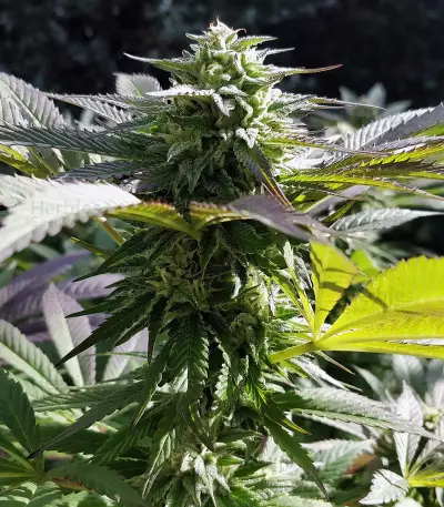 Sapphire Scout (Humboldt Seeds Organization) Cannabis-Samen