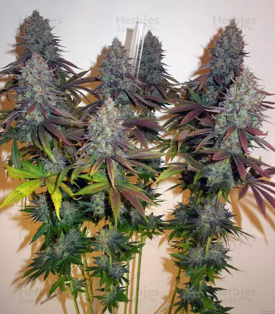 JillyBean regular (TGA Subcool Seeds / SubCool’s The Dank) Cannabis-Samen
