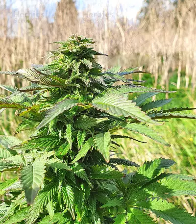 Super Skunk Autoflower (Seedstockers) Cannabis-Samen