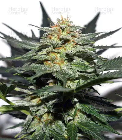 Sweetberry Cough Auto (Garden of Green Seeds) Cannabis-Samen