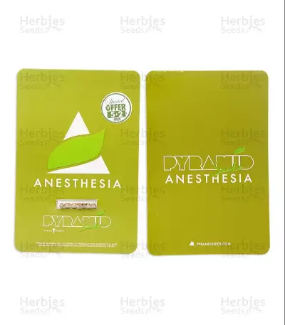 Anesthesia (Pyramid Seeds) Cannabis-Samen