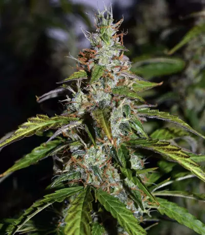 Pro Auto Mix feminisiertes Saatgut (Seedstockers)