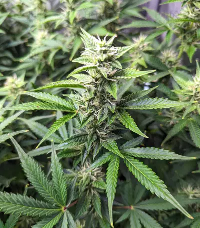 Bruce Banner #3 Auto-Samen (Herbies Seeds)