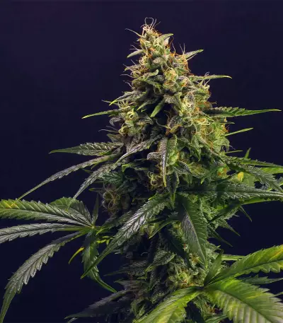 Chem-Bomb Auto (Humboldt Seeds Organization)