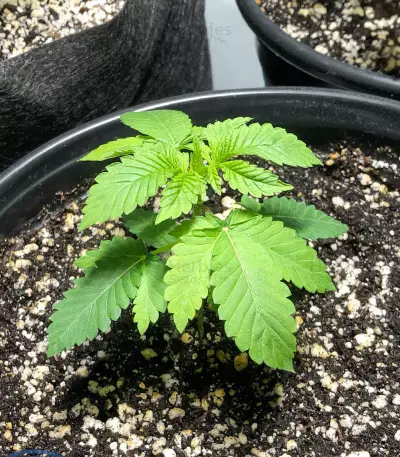 Chem OG (Female Seeds)