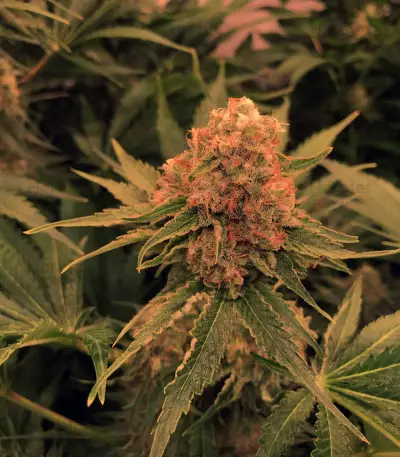 Critical Orange Punch (Dutch Passion)