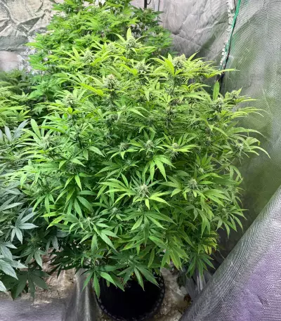 Delicious Cookies feminisierte Samen (Delicious Seeds)