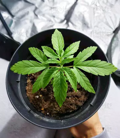 Diesel Berry Auto (Auto Seeds) Cannabis-Samen