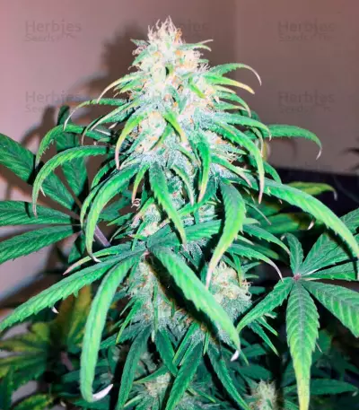 Exodus Cheese Auto (GHS) Cannabis-Samen