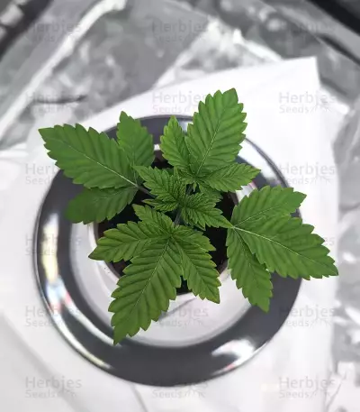 Amnesia Lemon (Barney's Farm) Cannabis-Samen