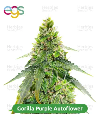 Autopilot Harvest Bundle #3: 3x5 seeds (Mixed)