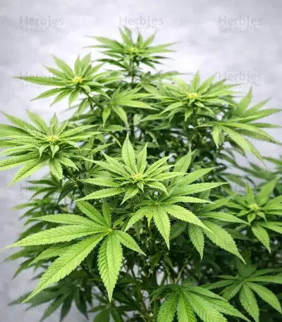 Bay Haze feminisierte Samen (Delicious Seeds)