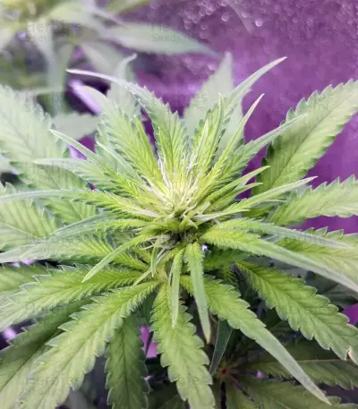 Big Bud (Seedstockers) Cannabis-Samen