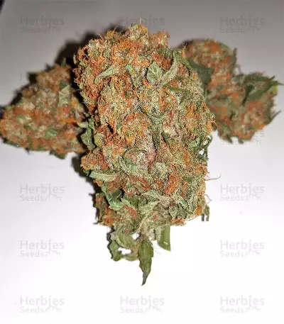 Blackberry Gum feminisierte Samen