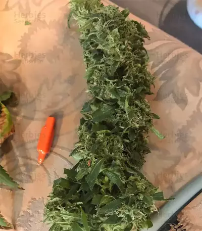 Blue Dream (BlimBurn Seeds) Cannabis-Samen