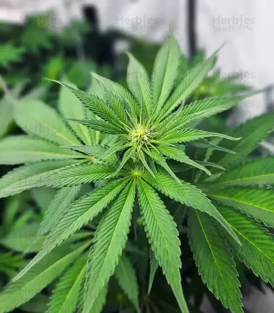 Cherry Poppers feminisierte Samen (Barney's Farm)