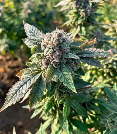 Cream Auto (BlimBurn Seeds)