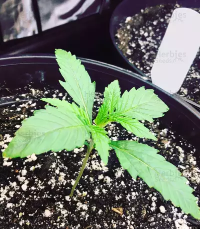 Gelato Auto feminisierte Samen (Fast Buds)
