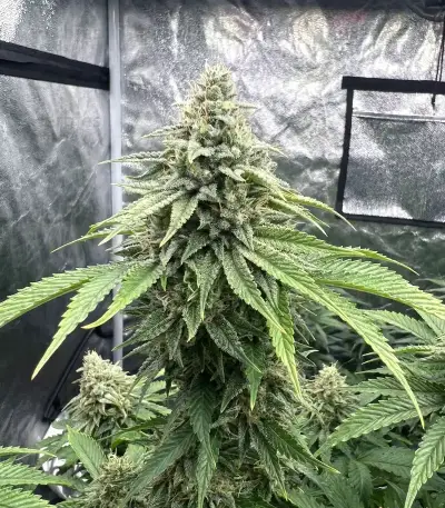 Insane OG (Herbies Seeds)