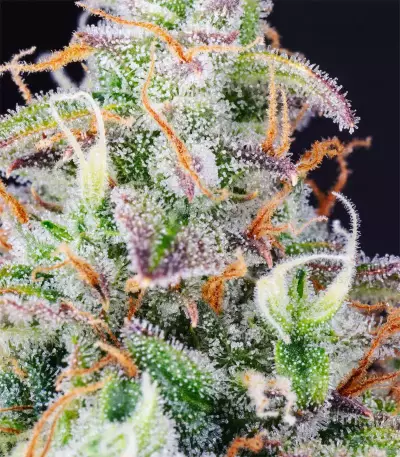 Lemon Pie Auto feminisierte Samen (Fast Buds)