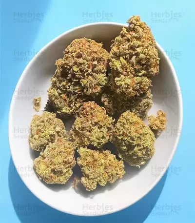 Mimosa Automatic feminisierte Samen (Royal Queen Seeds)
