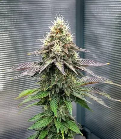 Royal Gorilla (RQS) Cannabis-Samen