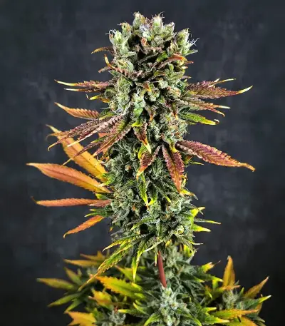 S.T.D (Cream of the Crop Seeds) Cannabis-Samen