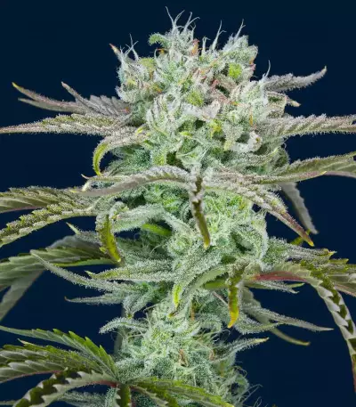 Strawberry Banana Auto feminisierte Samen (Fast Buds)