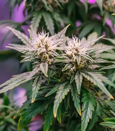 Super Mutant Mass (Critical Mass Collective Seeds) Cannabis-Samen