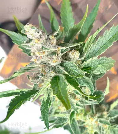 Super Sangria Skunk Autoflower feminisierte Samen (Seedkeepers)