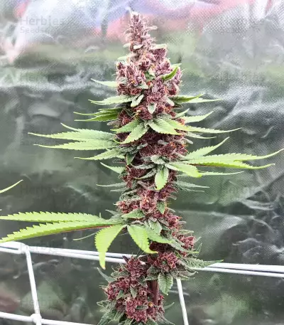 Tropicanna Poison F1 Fast Version feminisiertes Saatgut (Sweet Seeds)