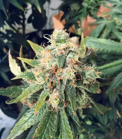 White Gold (Expert Seeds) Cannabis-Samen